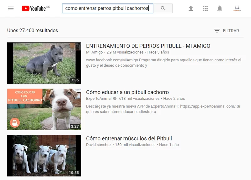 resultado búsqueda como entrenanar perros pitbull cachorros