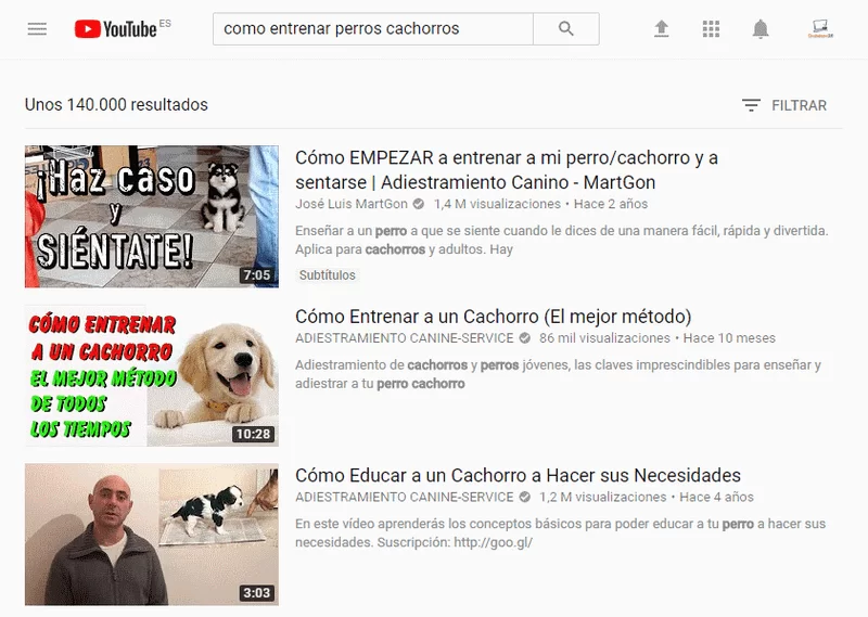 resultados búsqueda como entrenar perros cachorros