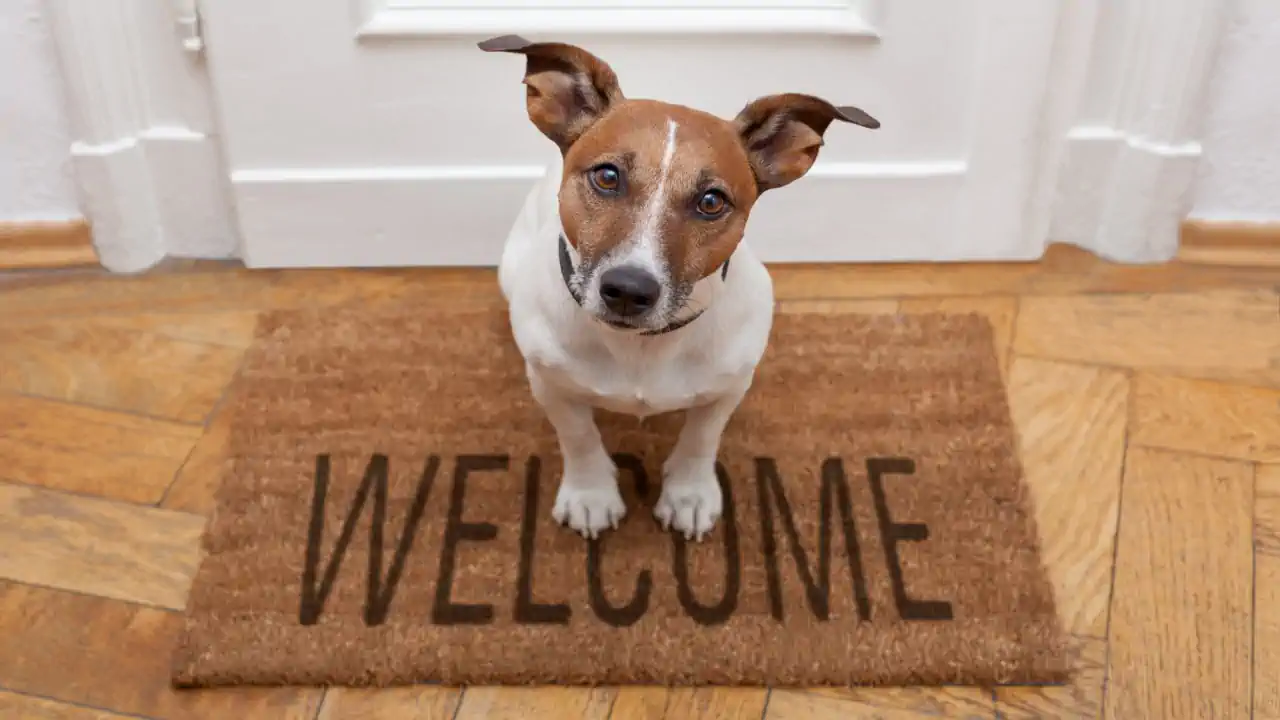 perro en alfombra de bienvenida
